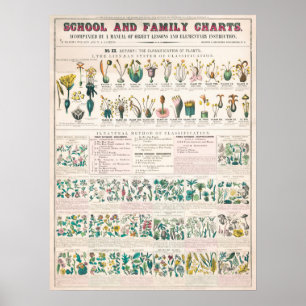 Vintage Botanical Flora Educational Poster
