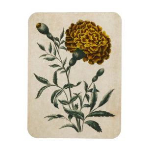 Vintage Botanical Floral African Marigold Magnet