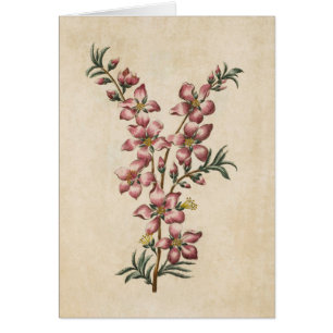 Vintage Botanical Floral Almond Blossom