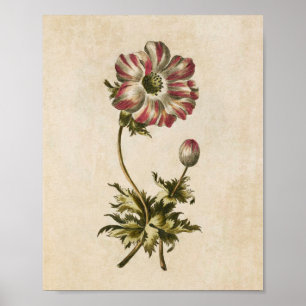 Vintage Botanical Floral Anemone Print