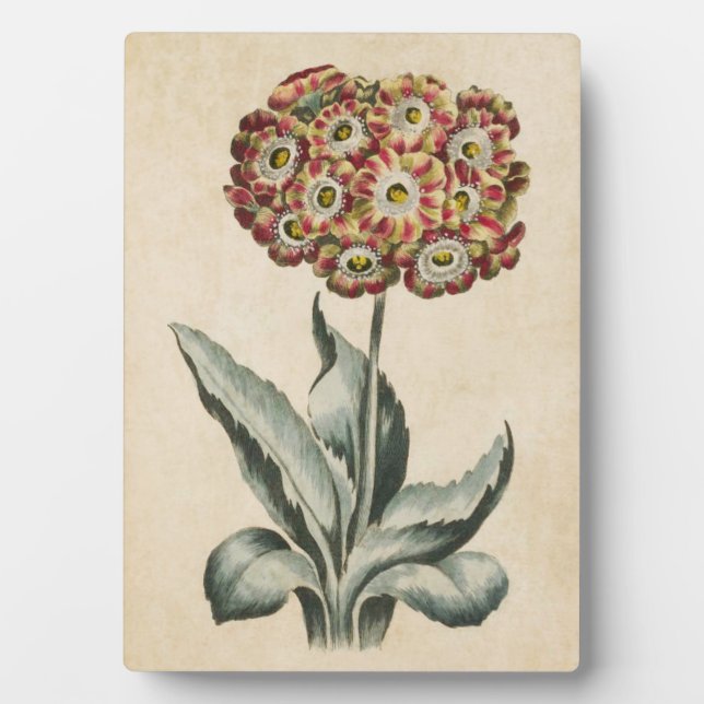 Vintage Botanical Floral Auricula Plaque (Front)