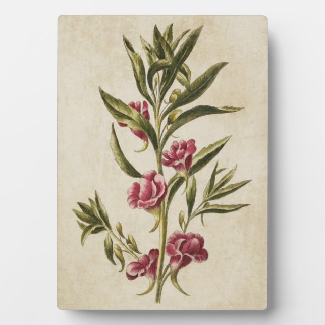 Vintage Botanical Floral Balsam Plaque (Front)