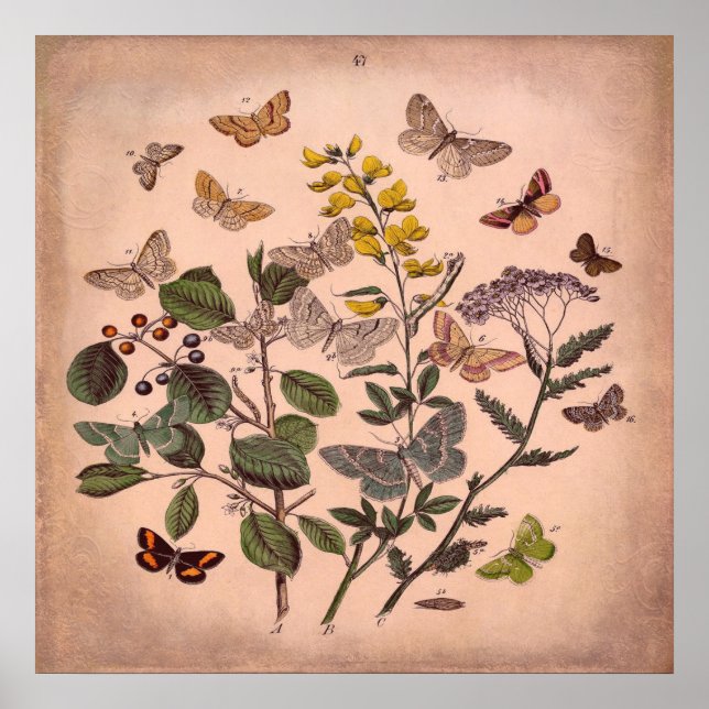 Vintage Botanical Floral Butterflies Rustic Pink Poster (Front)