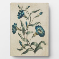 Vintage Botanical Floral Convolvulus