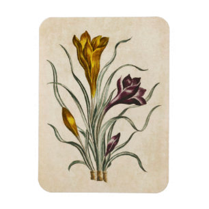 Vintage Botanical Floral Crocus Magnet