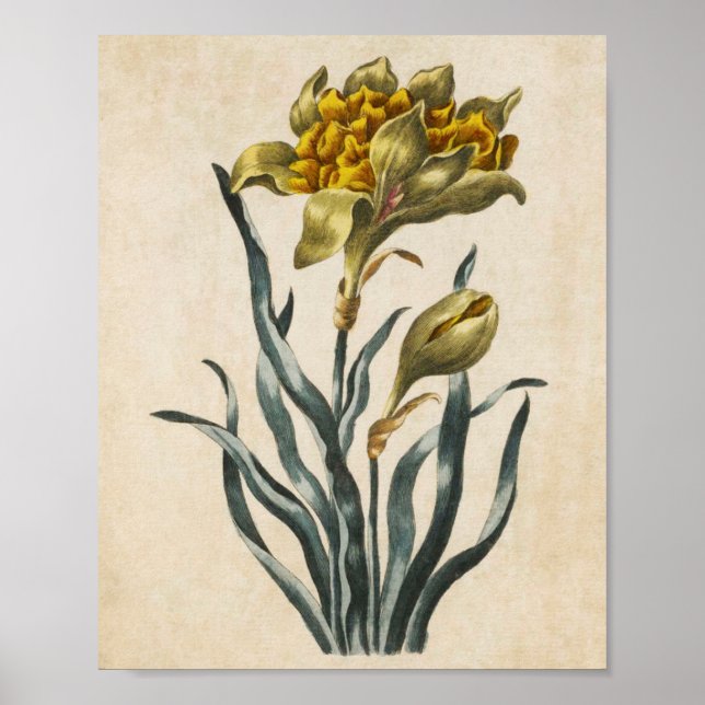 Vintage Botanical Floral Daffodil Print (Front)