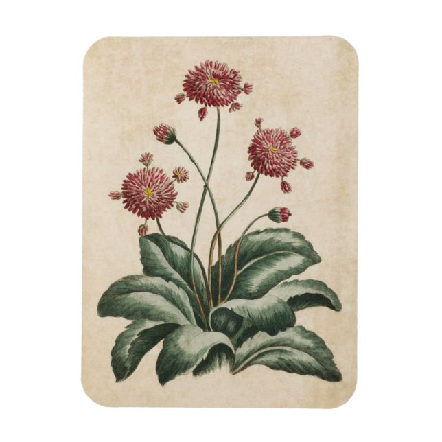 Vintage Botanical Floral Daisy Magnet (Vertical)