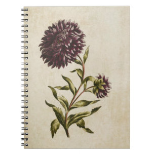 Vintage Botanical Floral Double Aster Illustration Notebook