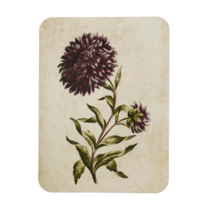 Vintage Botanical Floral Double Aster Magnet
