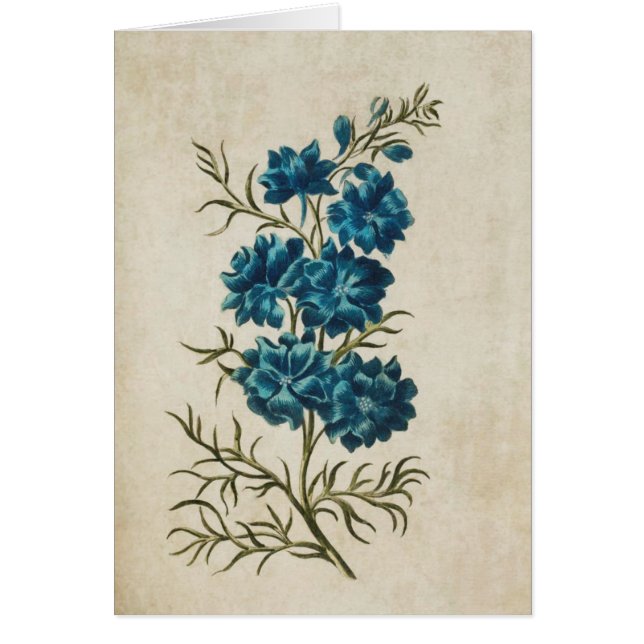 Vintage Botanical Floral Double Larkspur (Front)