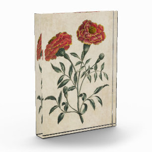 Vintage Botanical Floral French Marigold Photo Block