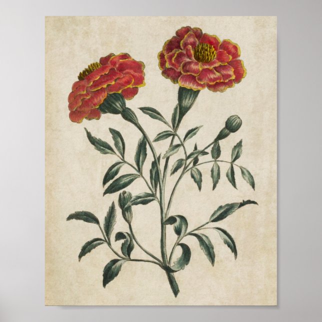 Vintage Botanical Floral French Marigold Print (Front)