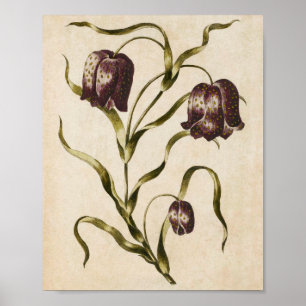 Vintage Botanical Floral Futillaria Print