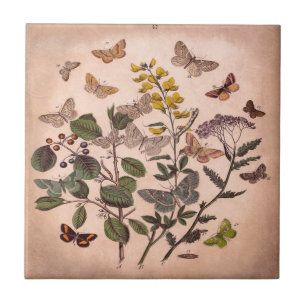 Vintage Botanical Floral Illustration Wildflowers Ceramic Tile