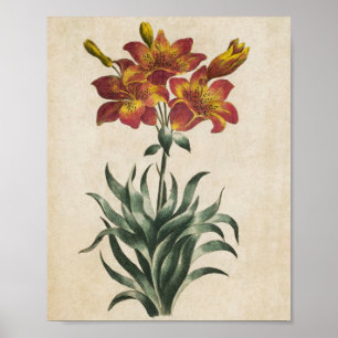 Vintage Botanical Floral Lily Print