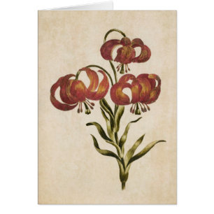 Vintage Botanical Floral Mountain Lily