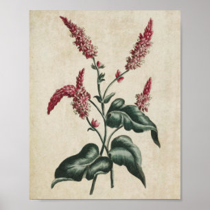 Vintage Botanical Floral Persicaria Print