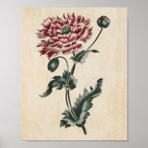Vintage Botanical Floral Poppy Print