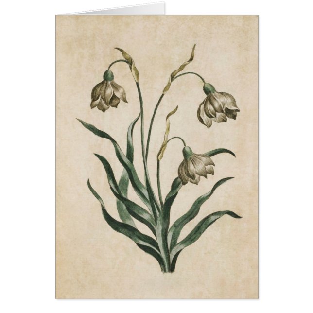 Vintage Botanical Floral Snowdrop Illustration (Front)