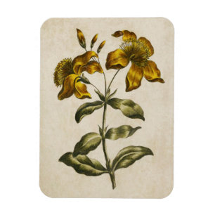 Vintage Botanical Floral St. John's Wort Magnet