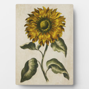 Vintage Botanical Floral Sunflower Plaque