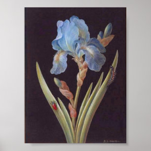 Vintage Botanical-Flower-Blue Iris-on-Black Poster