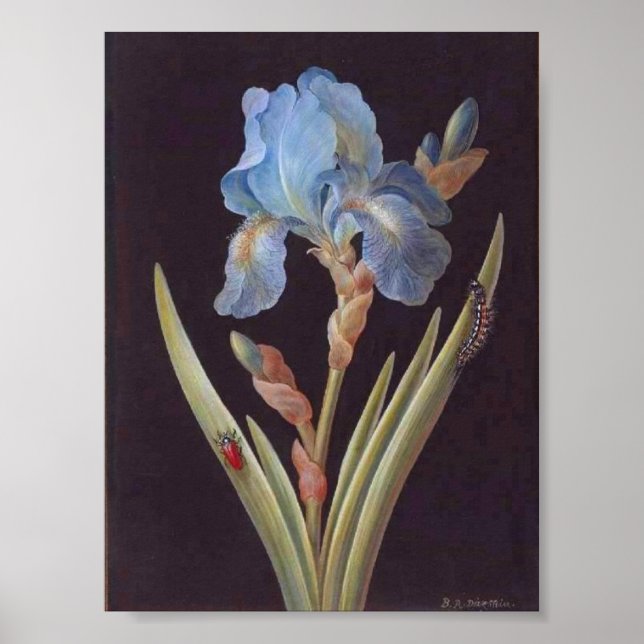 Vintage Botanical-Flower-Blue Iris-on-Black Poster (Front)