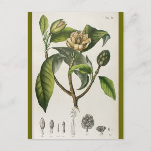 Vintage Botanical Flower Illustration Postcard