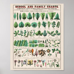 Vintage Botanical: forms Poster