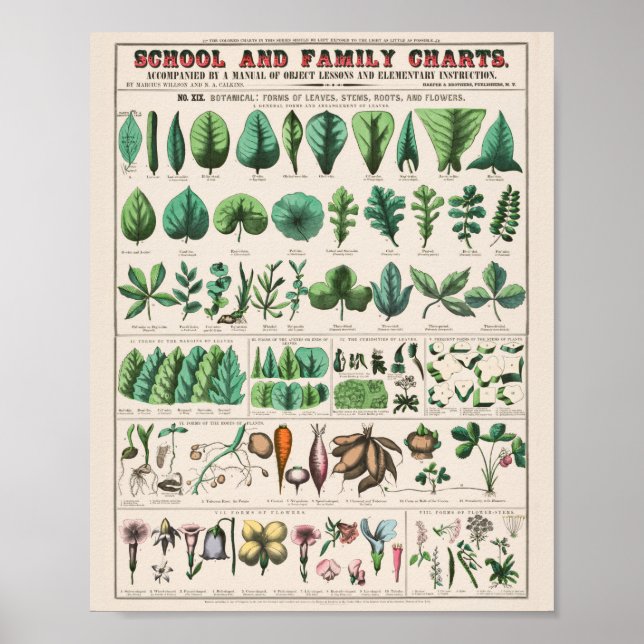 Vintage Botanical: forms Poster (Front)