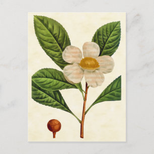 Vintage Botanical Franklinia Tree Illustration Postcard