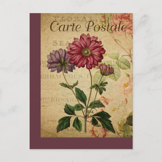 Vintage Botanical French Post Card Anemone (Front)