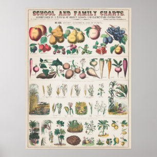 Vintage Botanical Fruits Educational Poster