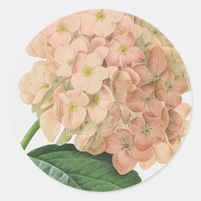 Vintage Botanical Hydrangea Flower Wedding Classic Round Sticker (Front)