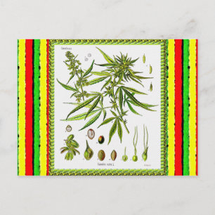 Vintage Botanical Illustration, 1897 - A weed Postcard