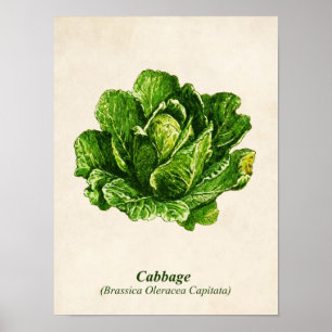 Vintage Botanical Illustration, Cabbage Poster