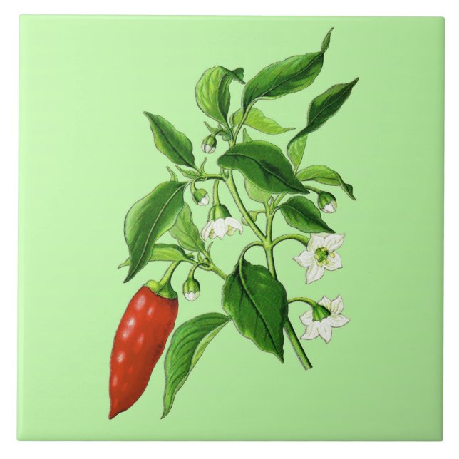 Vintage Botanical Illustration, Chilli Pepper Ceramic Tile (Front)