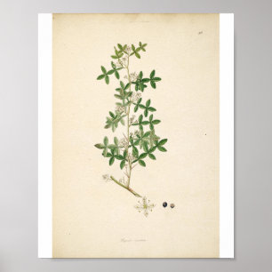 Vintage Botanical Illustration Floral Art Poster