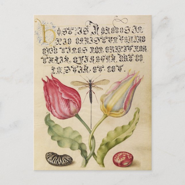 Vintage Botanical Illustration Holiday Postcard (Front)