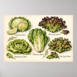 Vintage Botanical Illustration Lettuce Varieties Poster