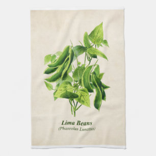 Vintage Botanical Illustration, Lima Bean Vine  Ki Tea Towel