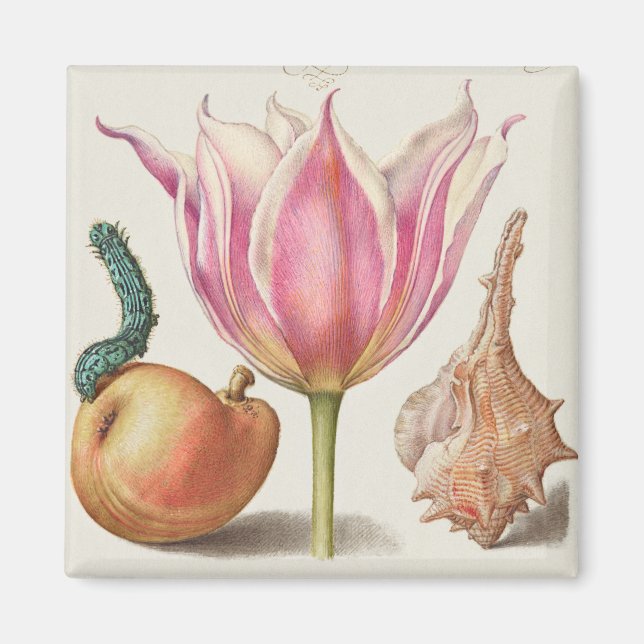 Vintage Botanical Illustration  Magnet (Front)