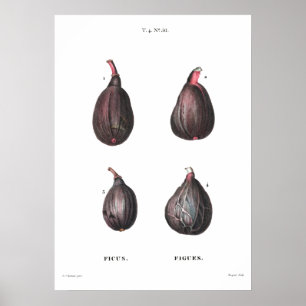 Vintage botanical illustration of Figs Poster