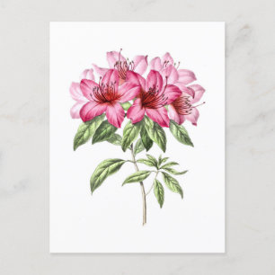 Vintage Botanical Illustration of Pink Azalea Postcard