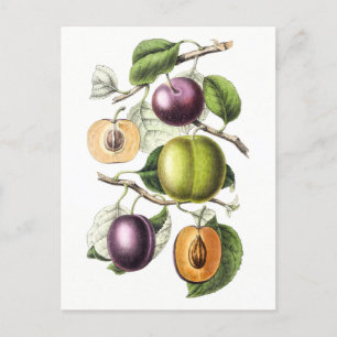 Vintage Botanical Illustration of Plums Postcard