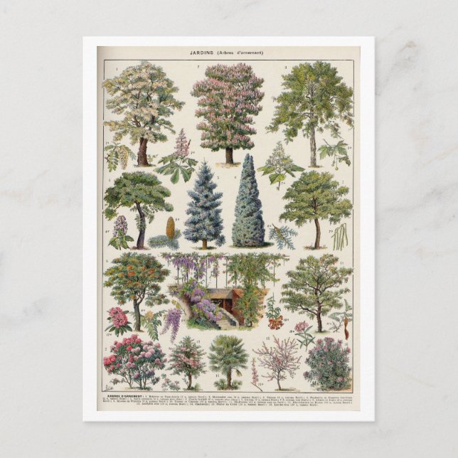 Vintage Botanical Illustration of Trees Postcard (Front)