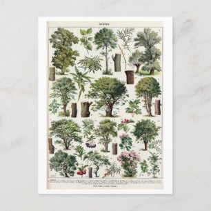 Vintage Botanical Illustration of Trees Postcard