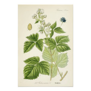 Vintage Botanical Illustration Photo Print