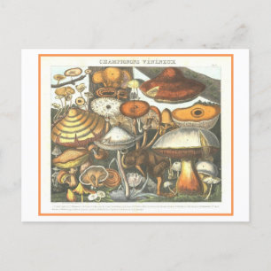 Vintage Botanical Illustration Poisonous Mushrooms Postcard