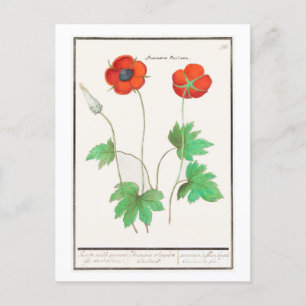 Vintage Botanical Illustration Poppy Flowers Postcard